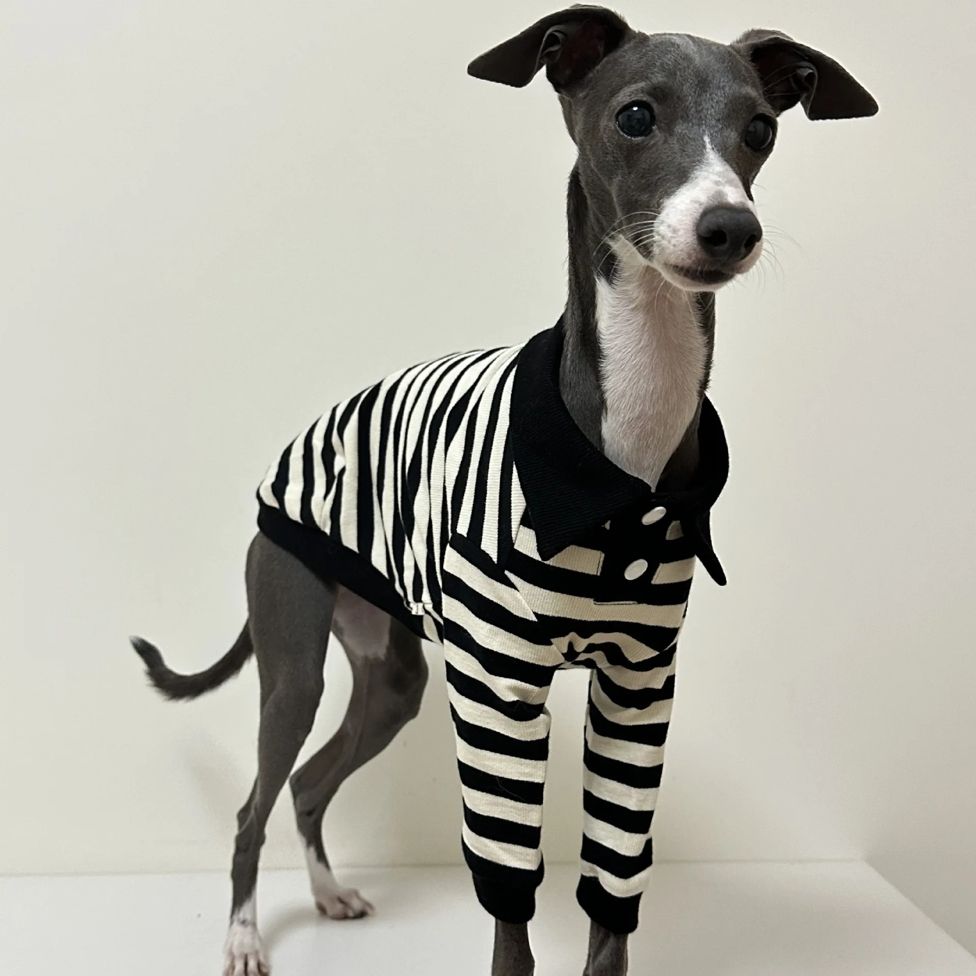 Camisa POLO de algodón puro de otoño e invierno con buena elasticidad ropa para perros galgo italiano Whippet Bedlington Terrier