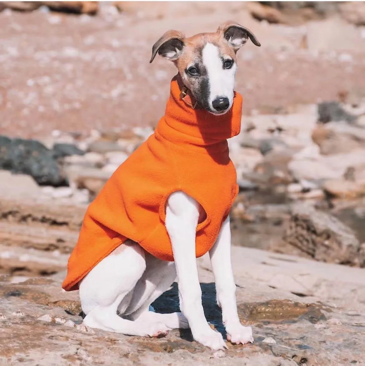 Chaleco Whippet de lana de invierno, ropa de galgo italiano, ropa de cuello alto para perros, ropa de lana suave