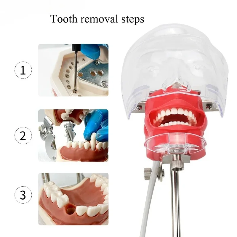 JUMTOP Dental modelo de cabeza Simple práctica simulador de entrenamiento cabeza fantasma Typodont extraíble