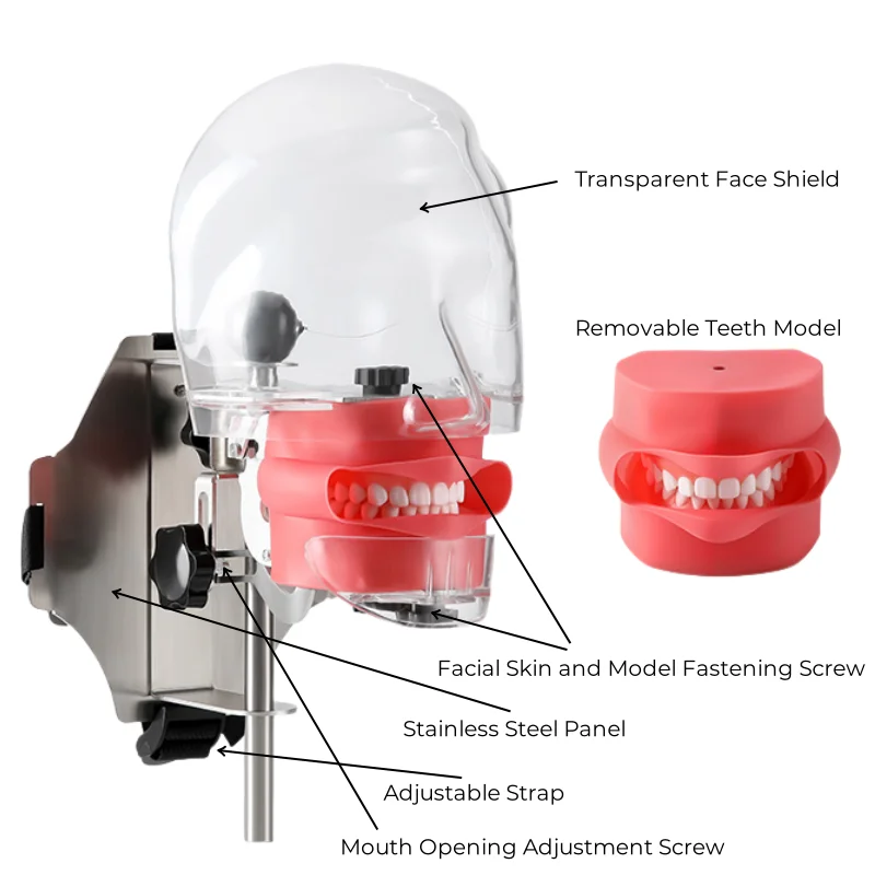 JUMTOP Dental modelo de cabeza Simple práctica simulador de entrenamiento cabeza fantasma Typodont extraíble