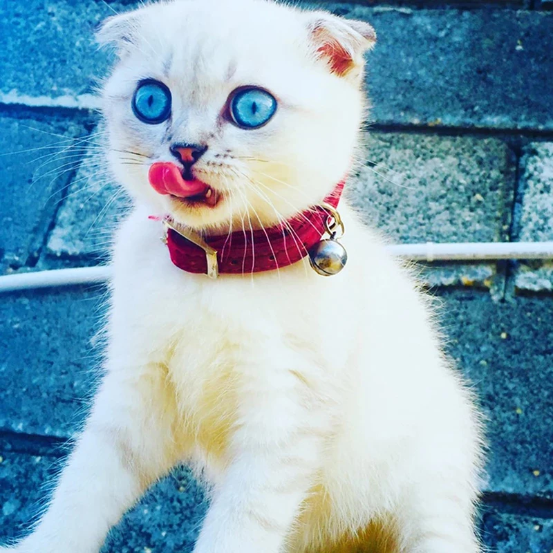 Collar de gato con dije de corazón y campana, elástico de seguridad ajustable con Material de terciopelo suave, producto para mascotas en 8 colores, Collar para perros pequeños