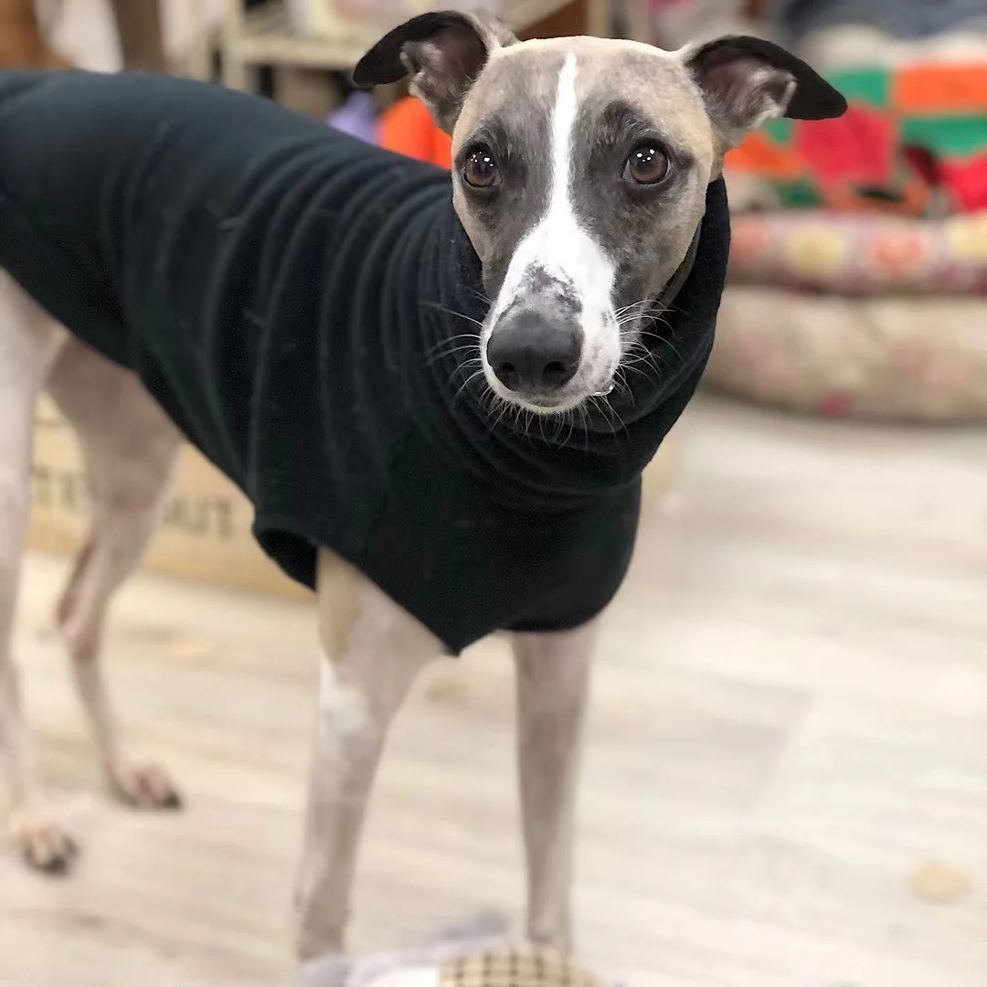 Chaleco Whippet de lana de invierno, ropa de galgo italiano, ropa de cuello alto para perros, ropa de lana suave