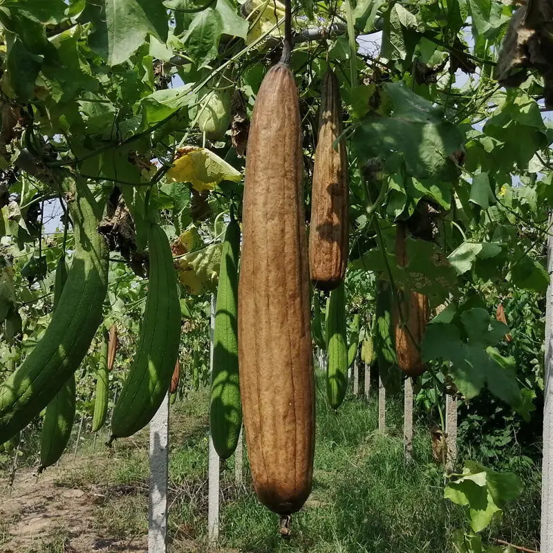 Esponjas de esponja de esponja de cocina orgánicas naturales, depurador de espalda grande para hombres, mujeres y adultos, SPA, belleza, baño, cuidado diario, 5 uds.