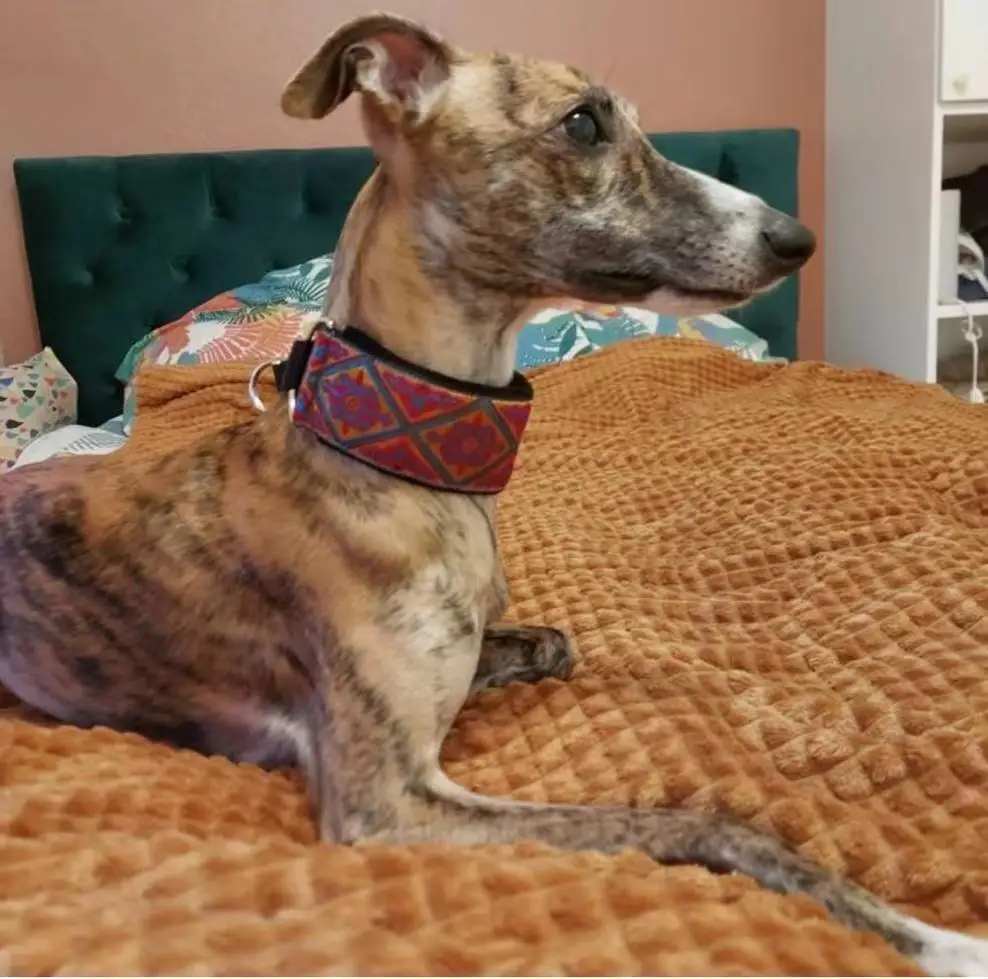 Cómodo, suave, acogedor, elegante, whippet, galgo italiano, cuello martingale, ancho 5,5 cm, dorado/plateado/rojo/verde