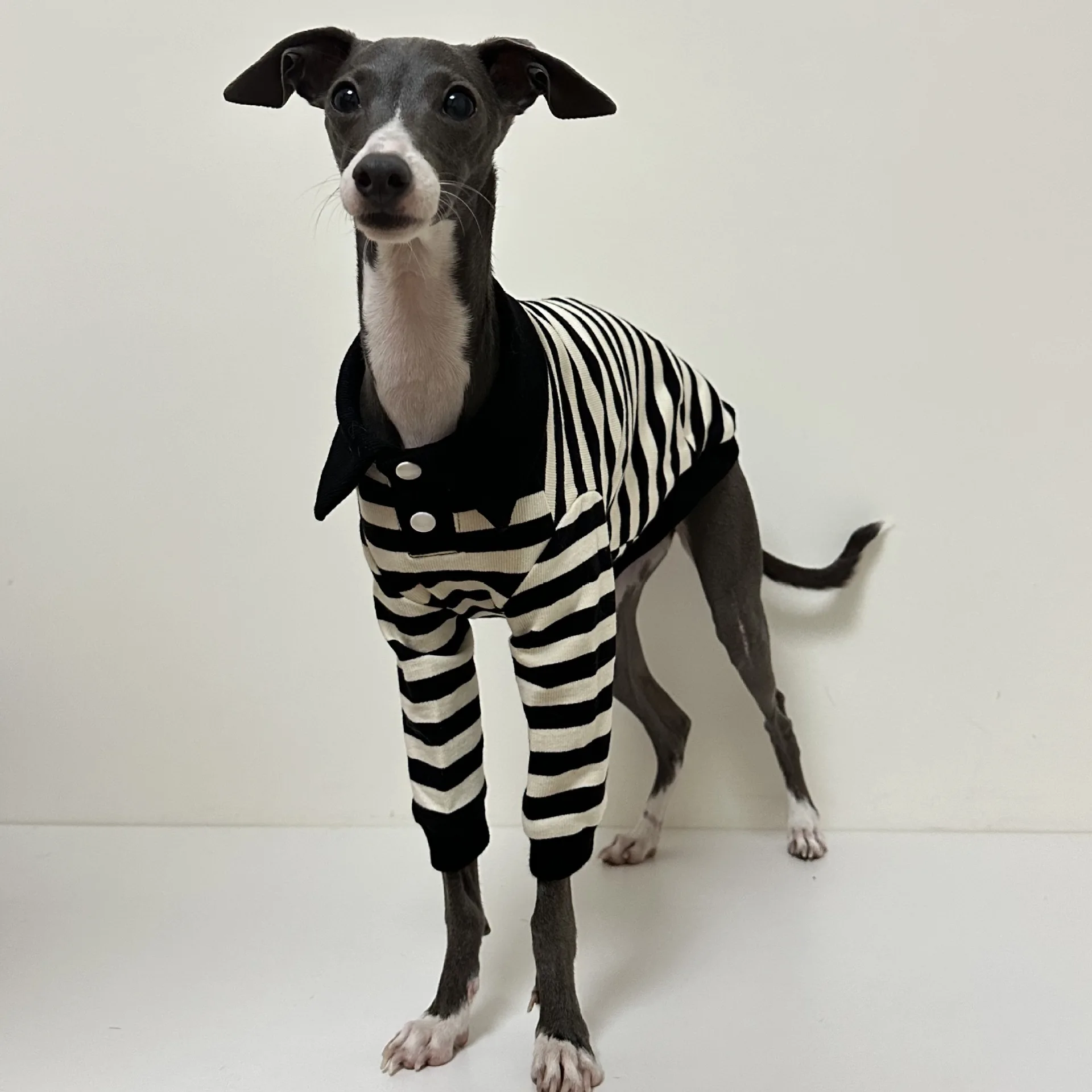 Camisa POLO de algodón puro de otoño e invierno con buena elasticidad ropa para perros galgo italiano Whippet Bedlington Terrier