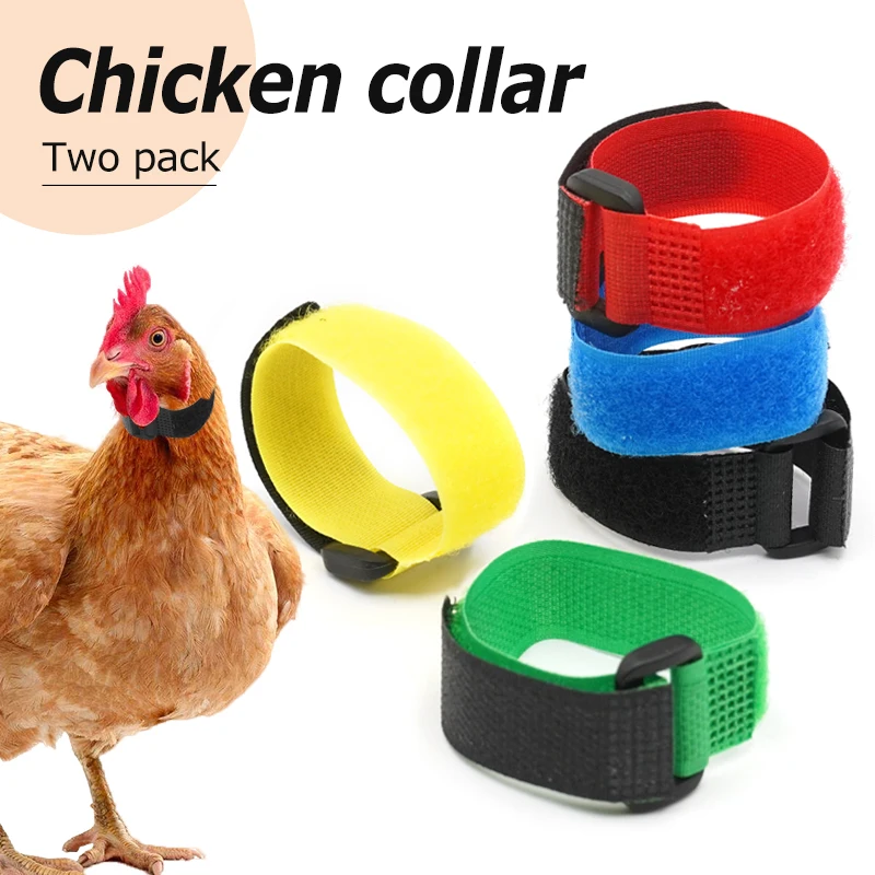 Collar de gallo sin Cuervo, Collar de pollo, banda antigancho, suministros para aves de corral, 2 uds.