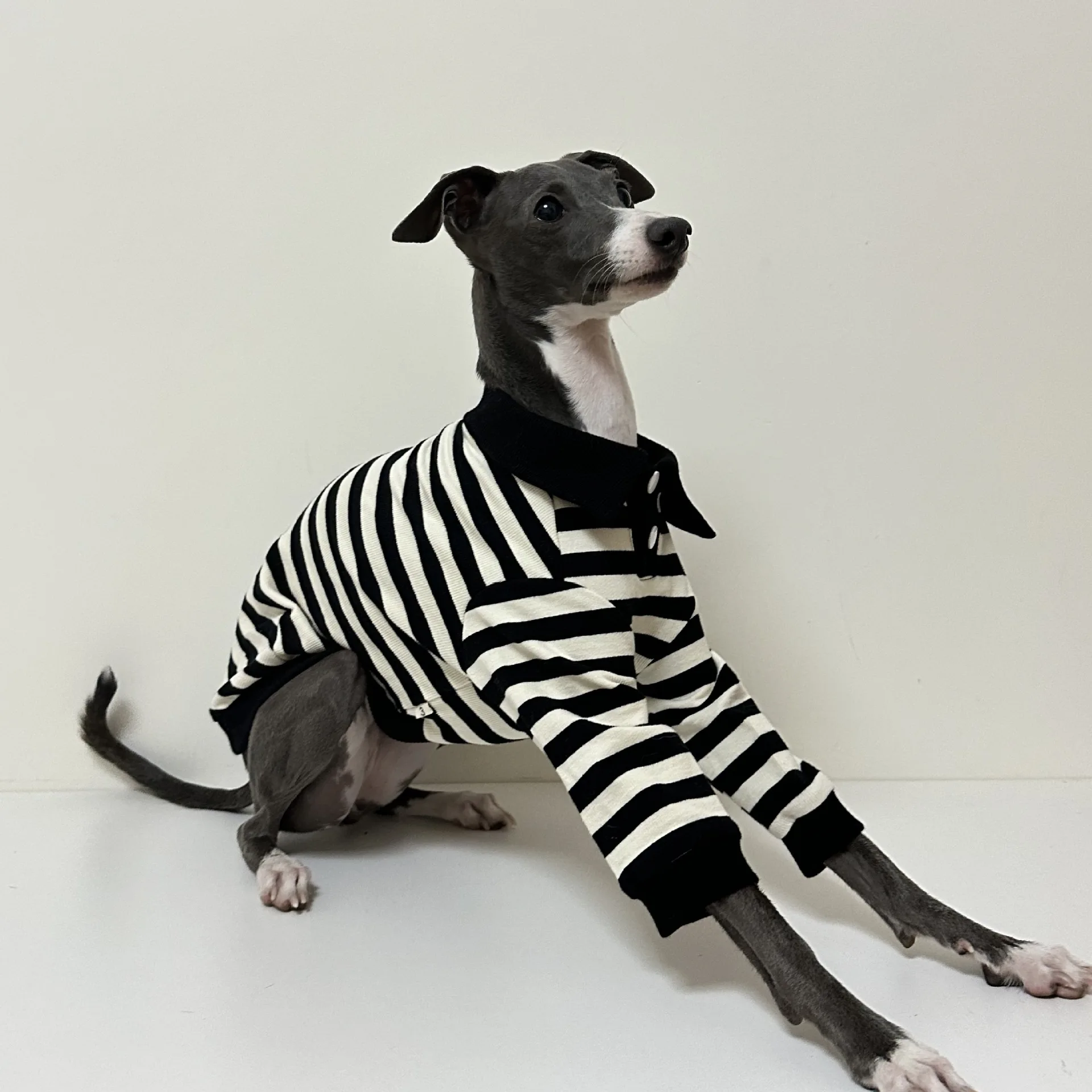 Camisa POLO de algodón puro de otoño e invierno con buena elasticidad ropa para perros galgo italiano Whippet Bedlington Terrier