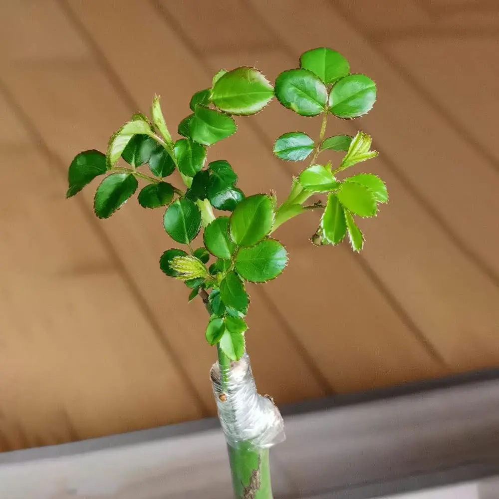 Cinta de poda, película de injerto especial, elástica, ecológica, para injerto de árboles frutales de jardín y película de envoltura
