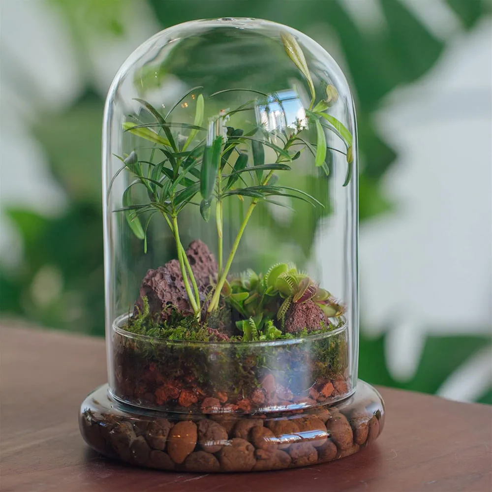 Cúpula de Cristal con Orificio de Ventilación, Campana de Cristal con Base, Exhibidor de Mesa para el Hogar, Contenedor Transparente para Plantas y Flores