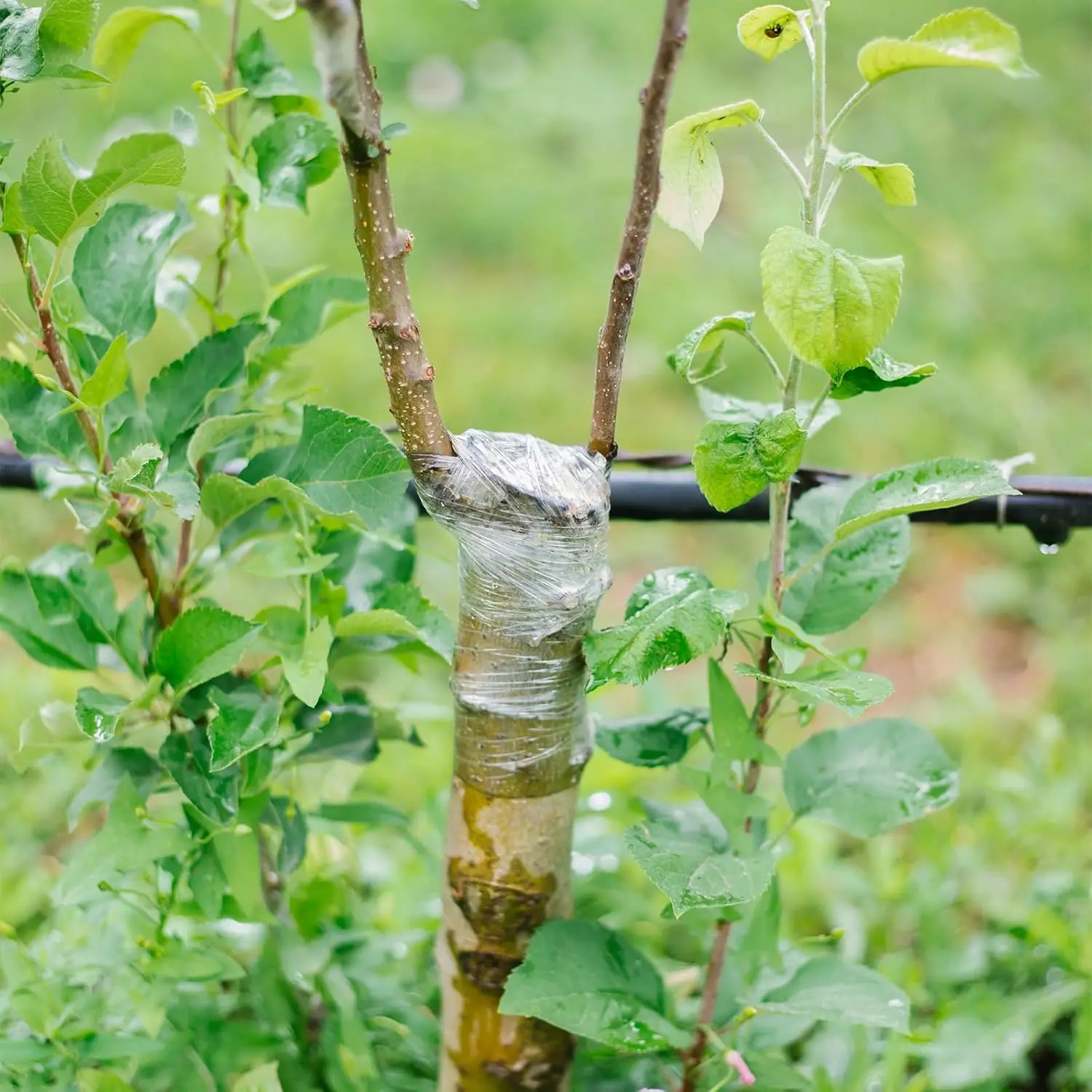 Cinta de poda, película de injerto especial, elástica, ecológica, para injerto de árboles frutales de jardín y película de envoltura
