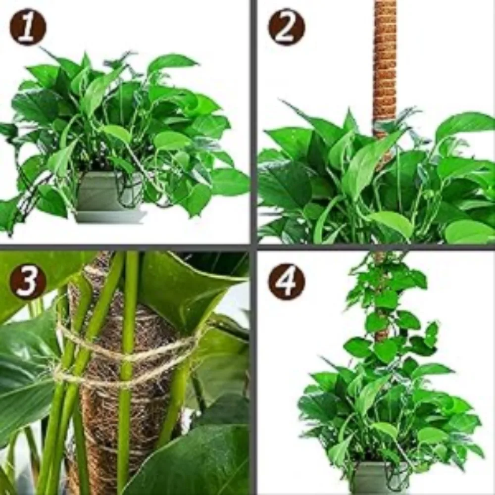 Soporte de plantas Monstera con poste de musgo flexible de 30-100cm para plantas trepadoras de interior, palo de enredaderas de palma de extensión, soporte para plantas trepadoras