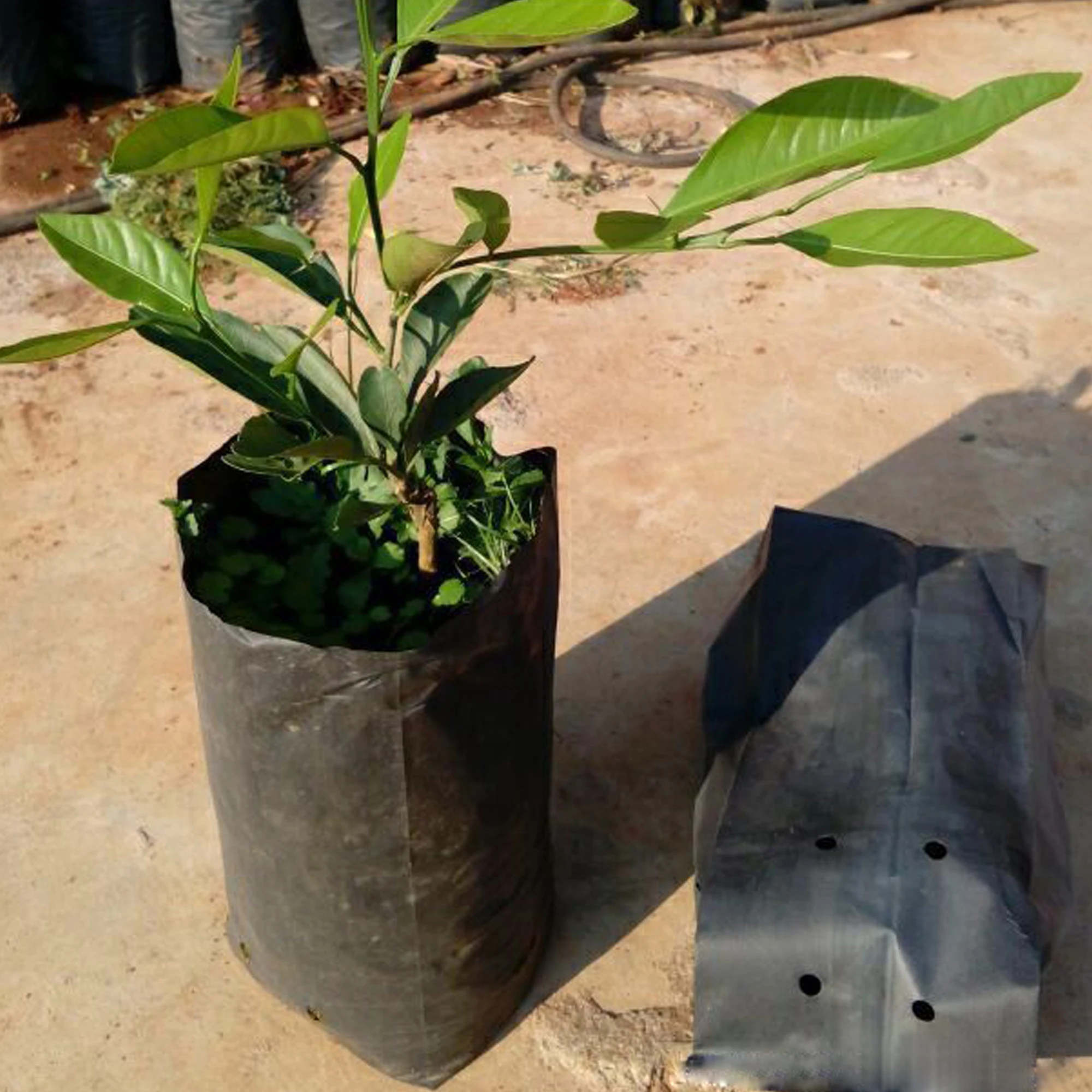 Bolsa de plántulas de Pe para plantas engrosadas de 20 piezas, bolsa de plántulas para jardín verde con agujeros de ventilación, bolsa para plantar bonsái de plantas de árboles frutales